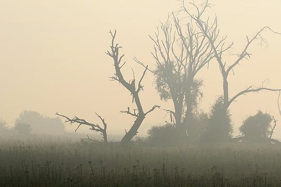 Morning mist - Duba plains, Okavango