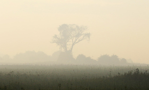 Morning mist - Duba plains, Okavango