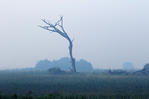 Morning mist - Duba plains, Okavango