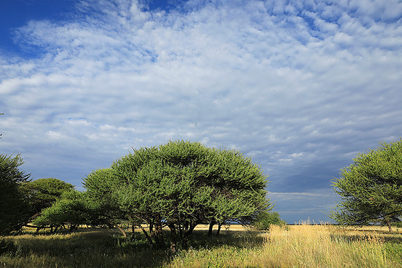 Central Kalahari