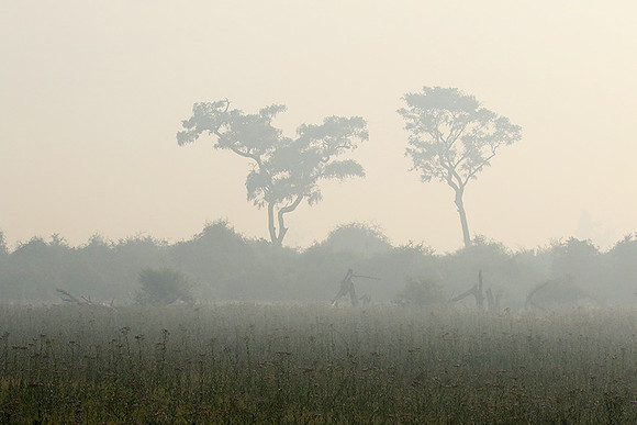 Morning mist - Duba plains, Okavango
