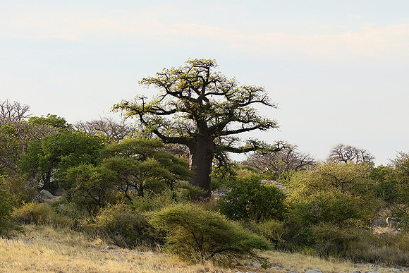 Kubu island - Makgadikgadi