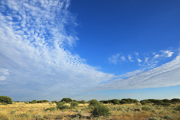 Central Kalahari
