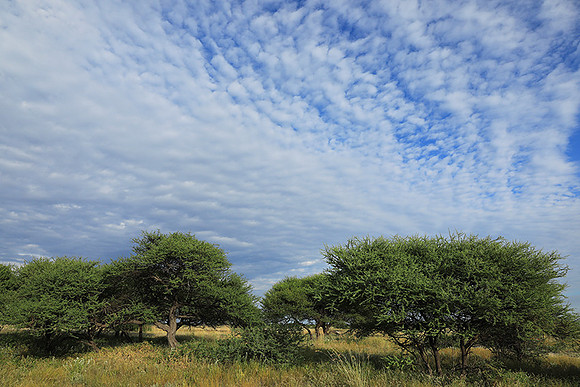 Central Kalahari