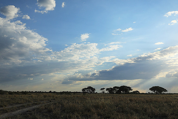 Central Kalahari