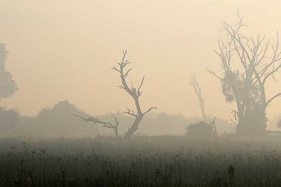 Morning mist - Duba plains, Okavango
