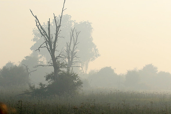Morning mist - Duba plains, Okavango
