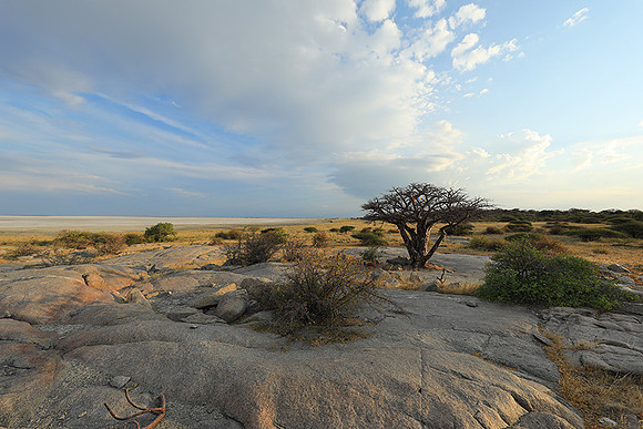 Kubu Island - Delta Okavango - Sua Pan