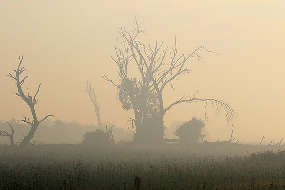 Morning mist - Duba plains, Okavango