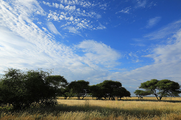 Central Kalahari