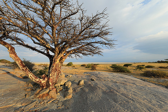 Kubu Island - Delta Okavango - Sua Pan