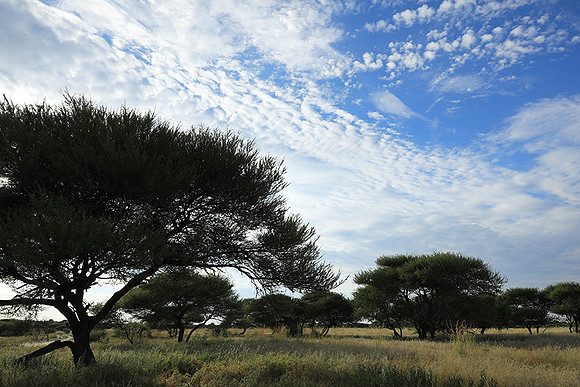 Central Kalahari