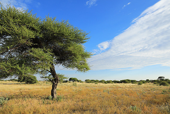 Central Kalahari