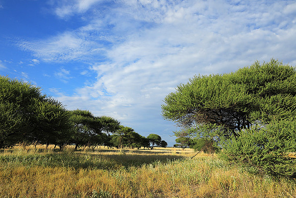 Central Kalahari