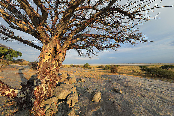 Kubu Island - Delta Okavango - Sua Pan