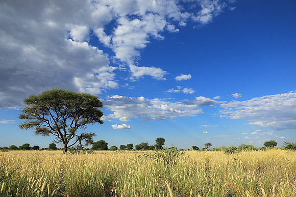 Central Kalahari