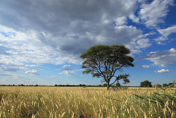 Central Kalahari