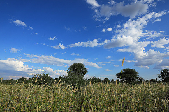 Central Kalahari