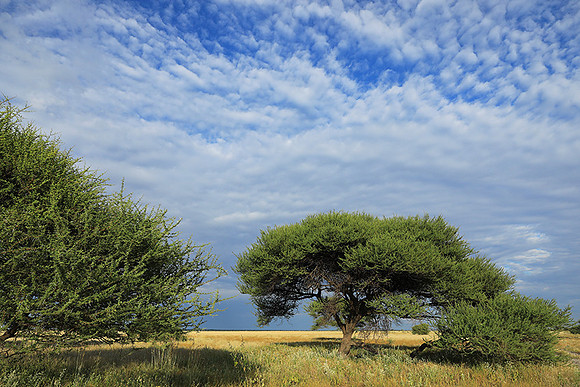 Central Kalahari