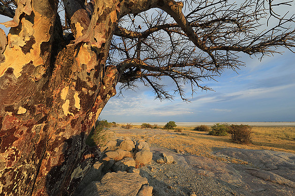 Kubu island - Makgadikgadi