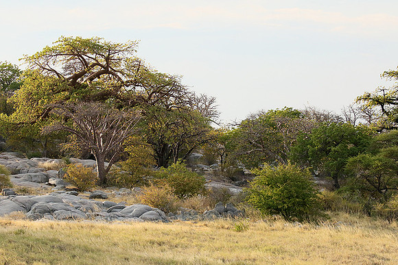Kubu island - Makgadikgadi