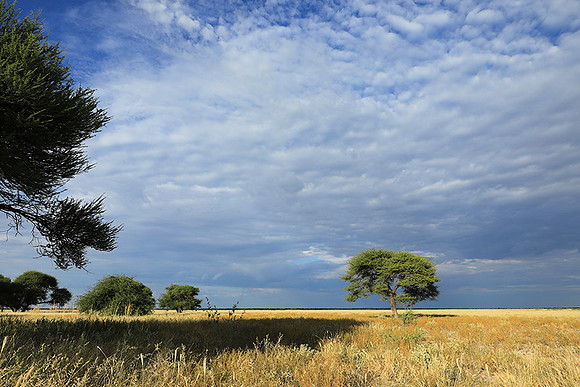 Central Kalahari