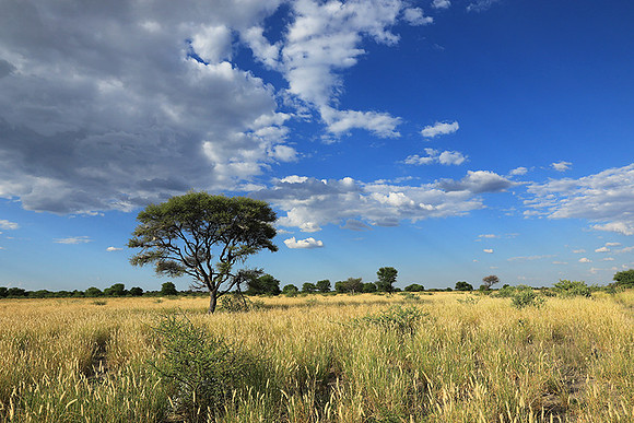 Central Kalahari