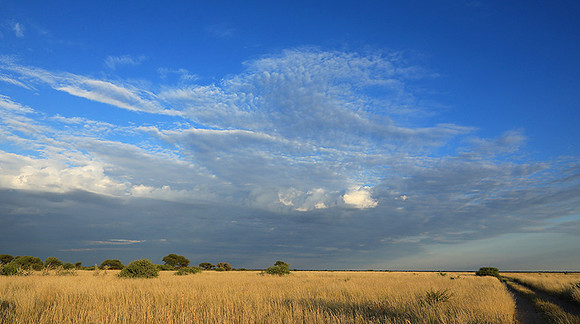 Central Kalahari