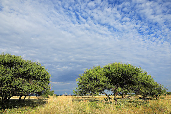 Central Kalahari