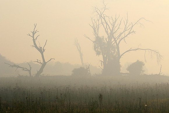 Morning mist - Duba plains, Okavango