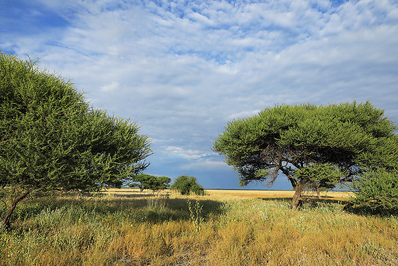Central Kalahari