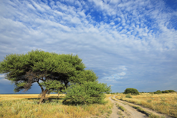 Central Kalahari