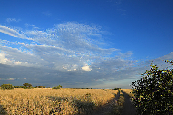 Central Kalahari