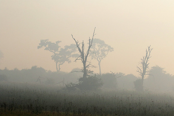 Morning mist - Duba plains, Okavango