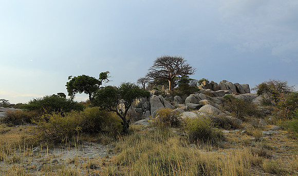 Kubu Island - Delta Okavango - Sua Pan