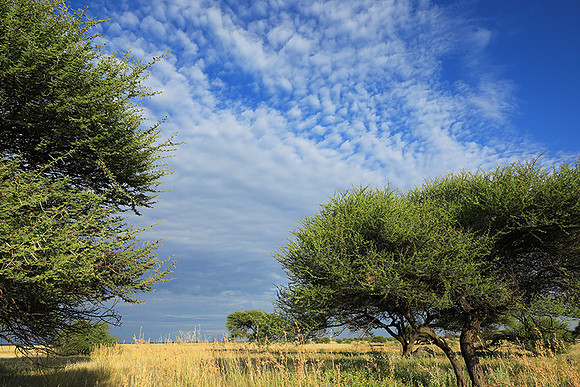 Central Kalahari
