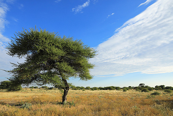 Central Kalahari