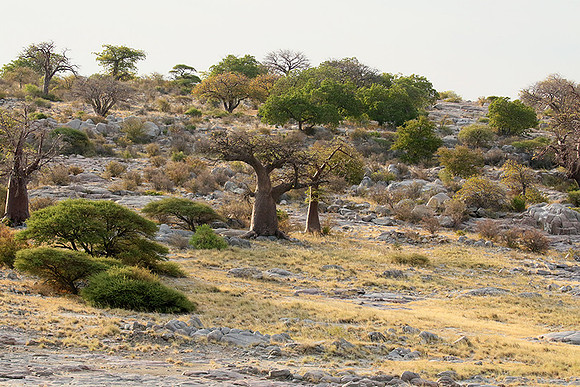 Kubu island - Makgadikgadi