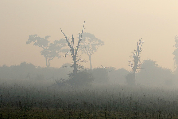 Morning mist - Duba plains, Okavango