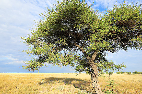 Central Kalahari