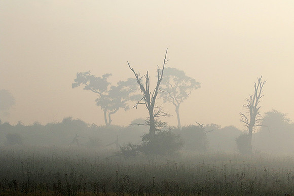 Morning mist - Duba plains, Okavango