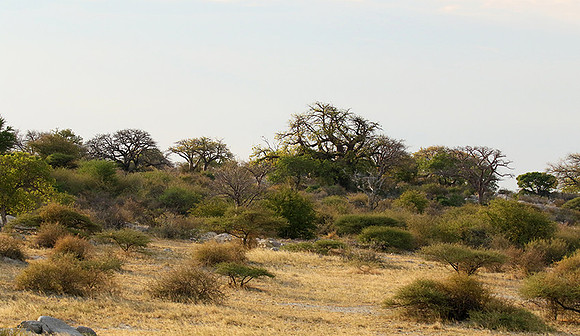 Kubu island - Makgadikgadi