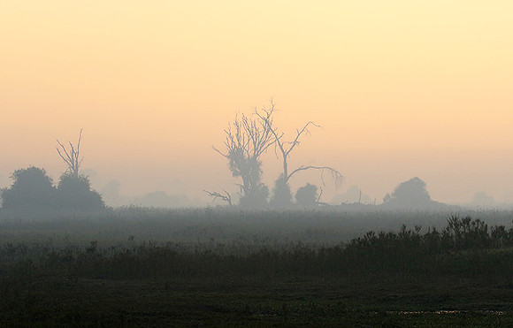 Morning mist - Duba plains, Okavango