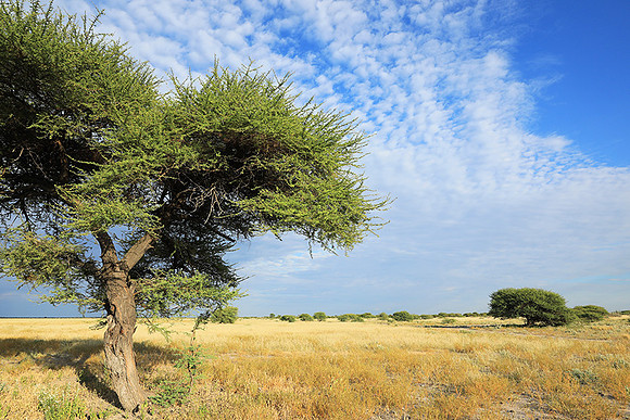 Central Kalahari