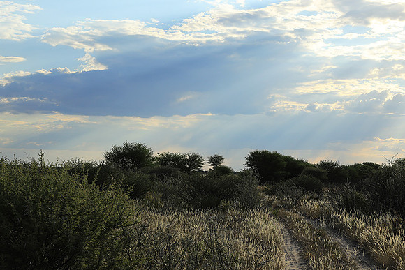 Central Kalahari