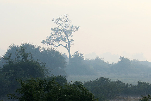 Morning mist - Duba plains, Okavango