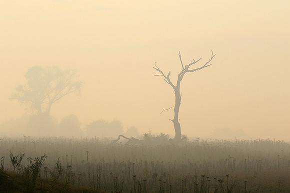 Morning mist - Duba plains, Okavango