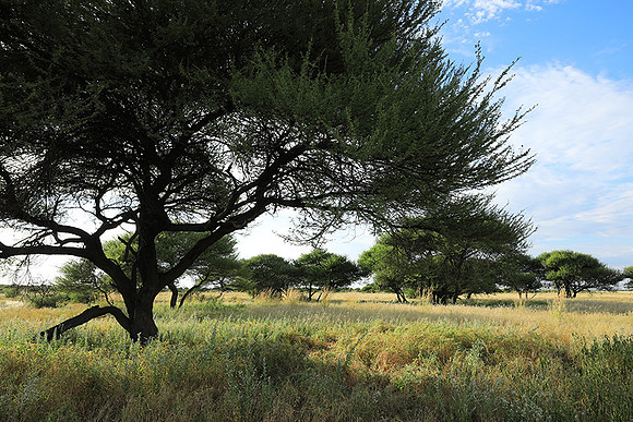 Central Kalahari