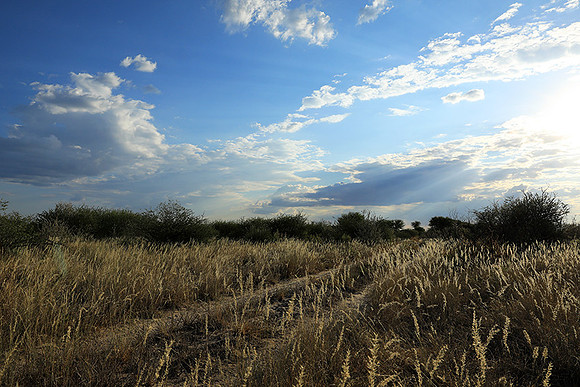 Central Kalahari