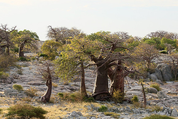 Kubu island - Makgadikgadi